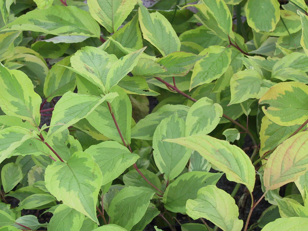Cornus alba Gouchaultii - nah.jpg